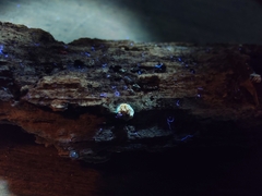 Crepidotus sublatifolius