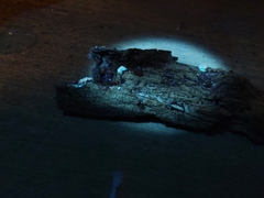 Crepidotus sublatifolius