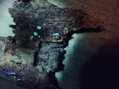 Crepidotus sublatifolius