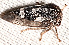 Cyrtolobus vau