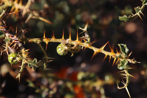 Image of Solanum humile by (c) Tony Rebelo, some rights reserved (CC BY-SA)