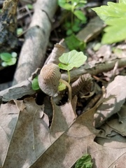 Coprinellus xanthothrix
