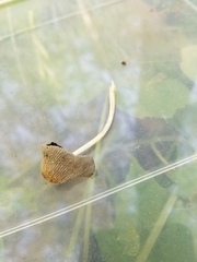 Coprinellus xanthothrix