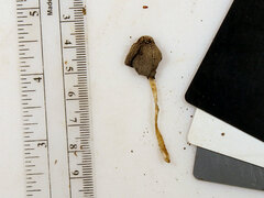 Coprinellus xanthothrix