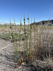 Juncus arcticus
