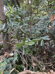 Macadamia tetraphylla
