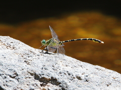 Hemigomphus comitatus
