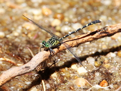 Hemigomphus comitatus