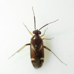 Ausejanus albisignatus