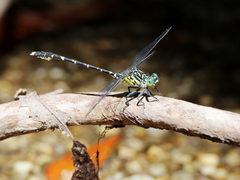 Hemigomphus comitatus