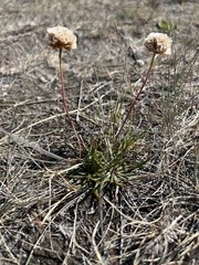 Armeria maritima