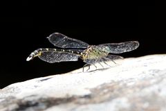 Hemigomphus comitatus