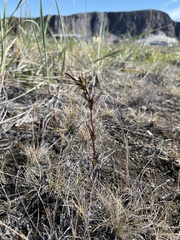 Lomatogonium rotatum