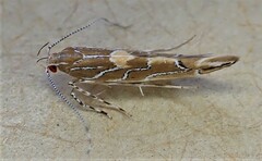 Pyroderces apparitella