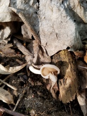 Helvella levis