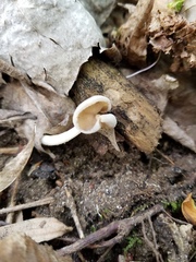 Helvella levis