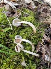 Helvella levis