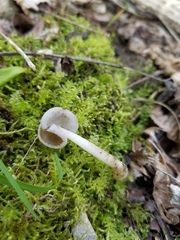 Helvella levis