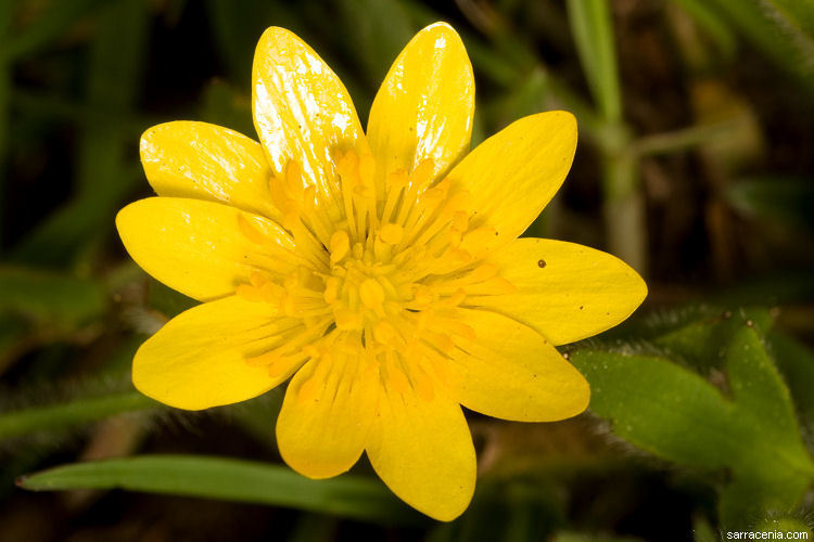Ranunculus canus