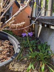 Campanula persicifolia