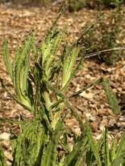 Pseudognaphalium californicum