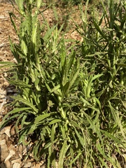 Pseudognaphalium californicum