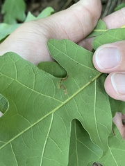 Stigmella