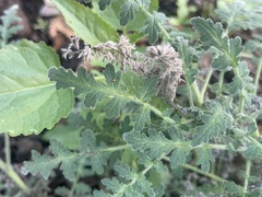 Phacelia ramosissima