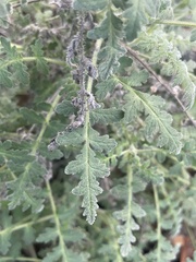 Phacelia ramosissima