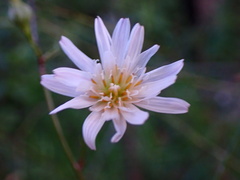 Malacothrix saxatilis