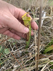 Sarracenia alata