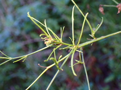 Malacothrix saxatilis
