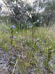 Lomatogonium rotatum