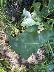 Golovinomyces cichoracearum