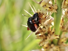 Arsipoda holomelaena