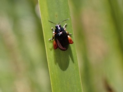 Arsipoda holomelaena