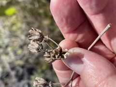 Melochia umbellata