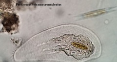 Peritromus tetramacronucleatus