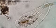 Peritromus tetramacronucleatus