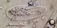 Peritromus tetramacronucleatus