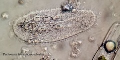 Peritromus tetramacronucleatus