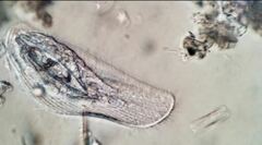 Peritromus tetramacronucleatus