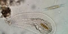 Peritromus tetramacronucleatus