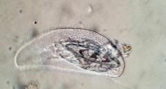 Peritromus tetramacronucleatus