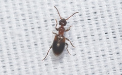 Omonadus formicarius