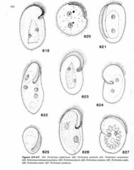 Peritromus tetramacronucleatus