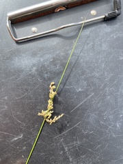 Juncus pallidus
