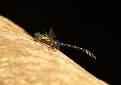 Hemigomphus