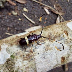 Trachyderes succinctus