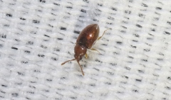 Atomaria